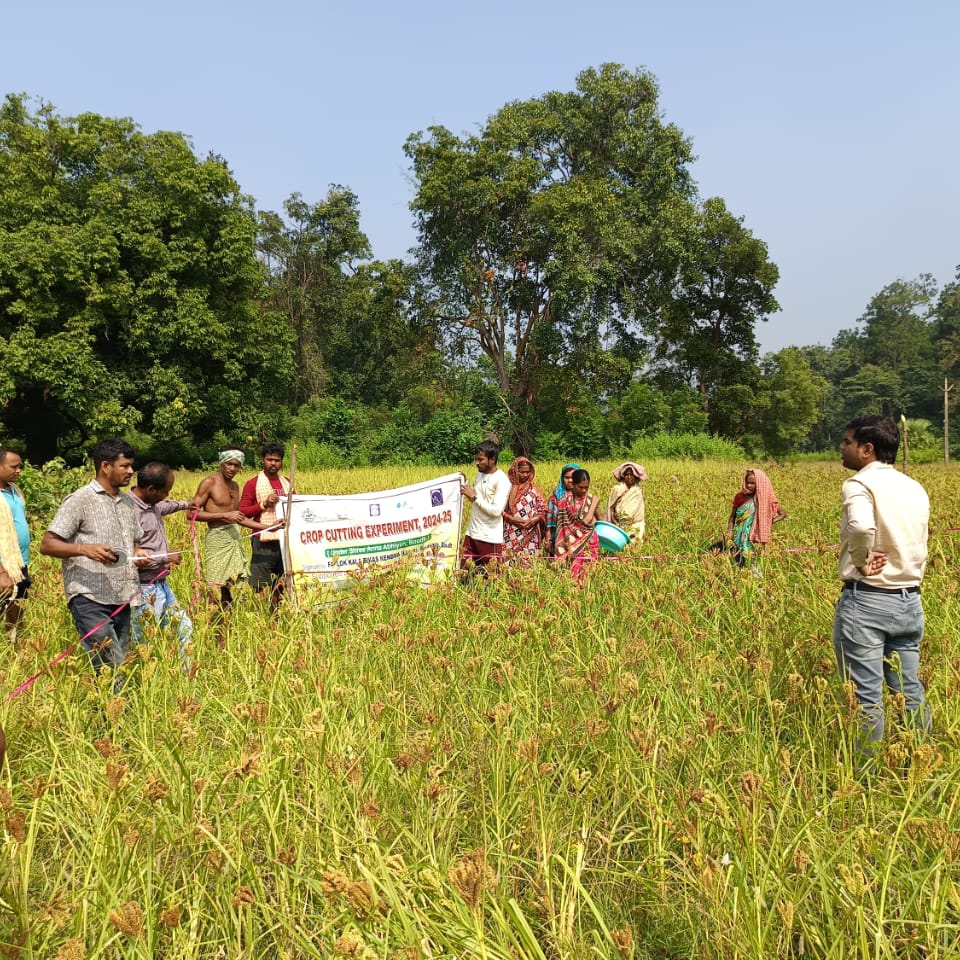 ମାଣ୍ଡିଆ କ୍ଷେତ୍ର ଦିବସ  ଆୟୋଜିତ |